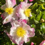 Camellia japonica 10-31-2022 3008 Willow Spring Court