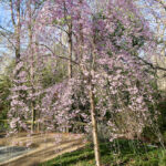 Weeping Higan Cherry Pendula Rosea