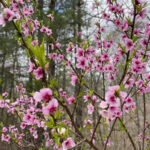 Flowers are always in full bloom and beauty at our newly accredited arboretum.