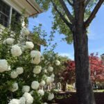 White hydrangea bushes in bloom beside a brick house with a large tree and bright blue sky above.
