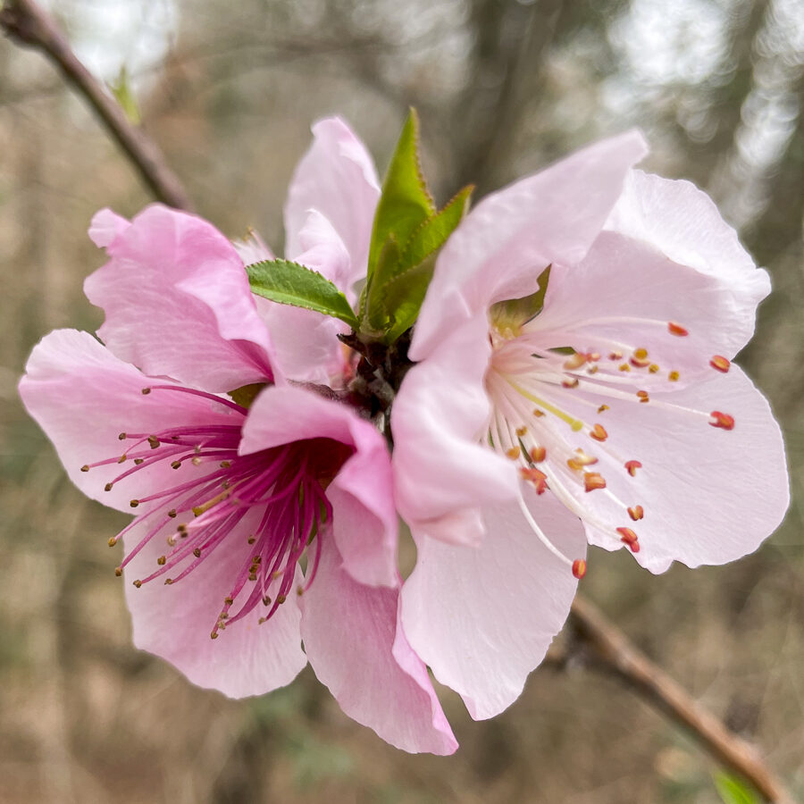 Close-up of two pink blossoms on a branch with a softly blurred background.