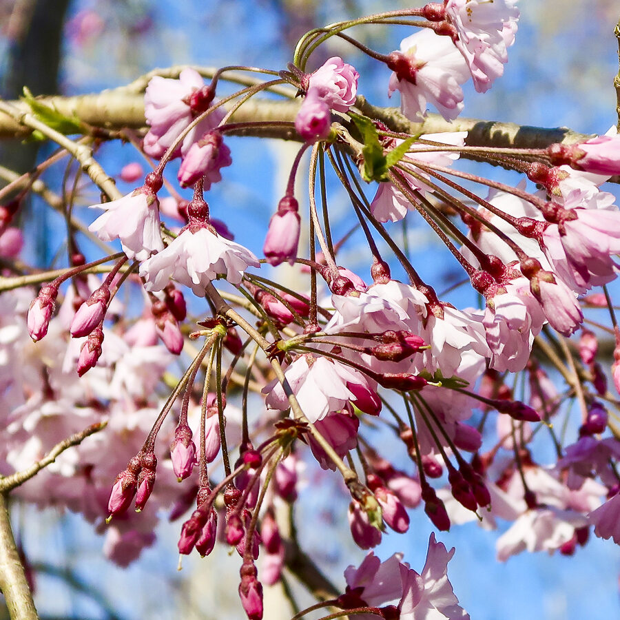 Williamsburg Landing is the first retirement community in Virginia to receive an Arboretum Accreditation. Learn more!